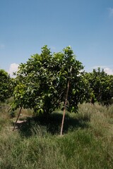 rows of trees with young oranges growing in them in the middle of a field