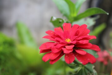 Closeup of a vibrant red flower in the garden with a blurred background