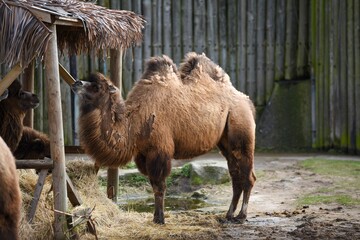 Closeup Bactrian camel  standing majestically in its enclosed habitat in a zoo