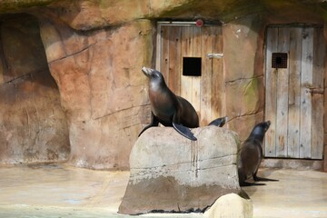 Closeup of a California sea lion standing majestically in its enclosed habitat in a zoo