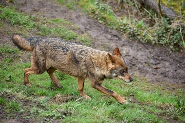 Obraz premium Closeup of a jackal standing majestically in its enclosed habitat in a zoo
