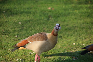goose on the grass