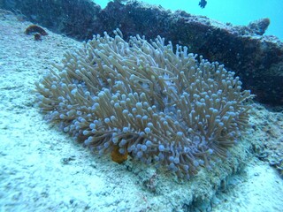 Fototapeta na wymiar Closeup of a sea anemone with a multitude of delicate, soft petals