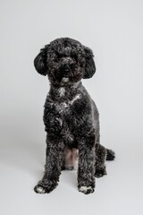 Vertical closeup of a cute fluffy gray poodle sitting on a white background