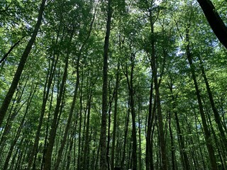 Obraz premium Scenic low-angle view of tall trees with lush, green leaves