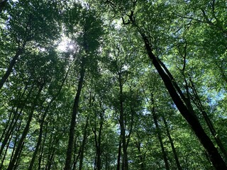 Obraz premium Scenic low-angle view of tall trees with lush foliage