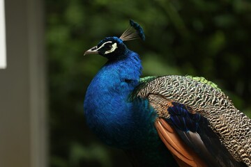 Fototapeta premium Close-up of a vibrant peacock with striking blue and green plumage
