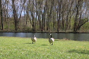 Fototapeta premium country goose on a pond