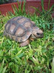 Tortuga hembra sobre césped 