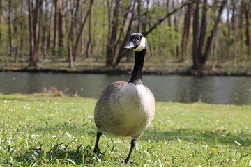 goose in the pond