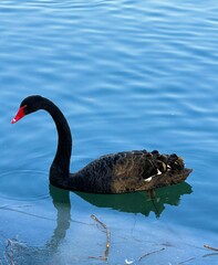 Obraz premium Black swan with a striking red beak gliding gracefully through the tranquil waters of a lake