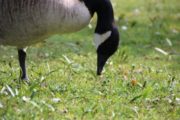 country goose on the grass