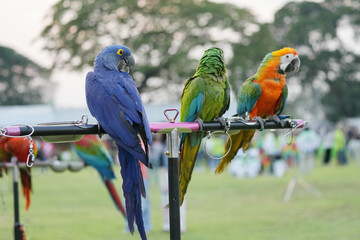 Hyacinth Macaw and Catalina Macaw (macaw hybrid)  free flying parrot  
