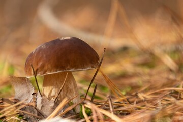 Fototapeta premium Closeup shot of a boletus mushroom in the forest.