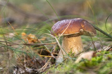 Fototapeta premium Closeup shot of a boletus mushroom in the forest.