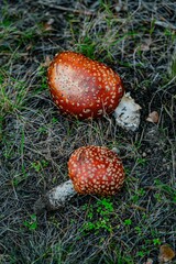 Vibrant red Fly Agaric (Amanita muscaria) mushroom surrounded by lush green grass