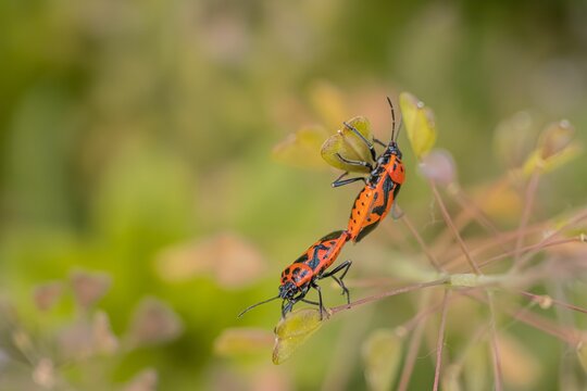 Eurydema ornata bugs mating on a Capsella bursa-pastoris plant