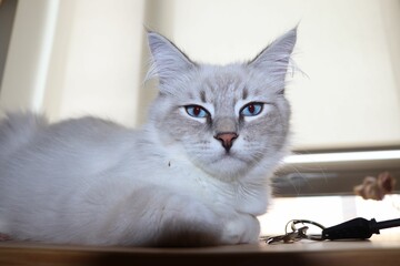 Closeup of a white Neva Masquerade lying calmly on a wooden table in a sunlit room