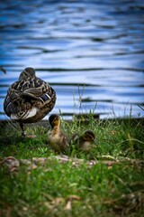 two ducklings with their mother duck walking on the ground by a body of water