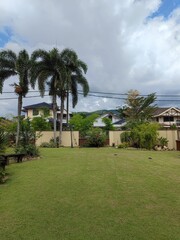 Scenic view of a residential area featuring a cluster of tall palm trees