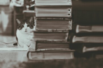 Grayscale shot of a cat nestled amongst a pile of books on a wooden floor.