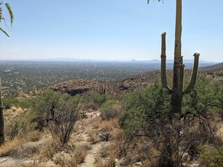 View of a barren desert landscape with a trail leading to a large cactus in the foreground