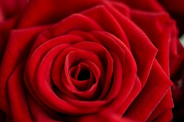 Closeup shot of a vibrant red rose.