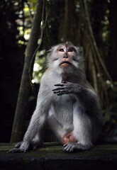 Curious long-tailed macaque sitting on a rocky surface in a lush tropical forest