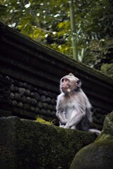 Fototapeta premium Curious long-tailed macaque sitting on a rocky surface in a lush tropical forest