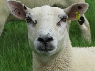 Obraz premium Close-up of a white Texel sheep in a lush green grassy meadow