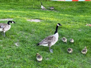 country goose and goslings on the grass