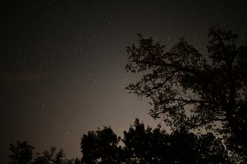 Naklejka premium a large tree that is next to some trees and stars