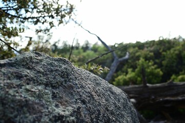 rocks and trees and trees near each other with a white sky