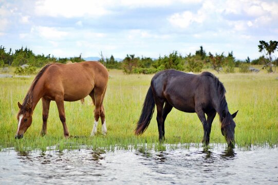 Two horses in a green field drinking water from a river.