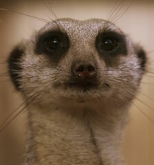 Close-up of an adorable meerkat with an elongated neck and rounded ears