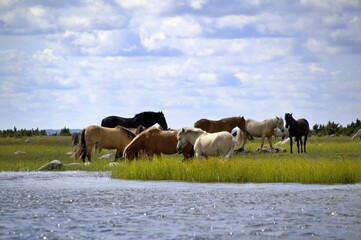 Vibrant image of a herd of horses standing in a lush green grassy field near a pond