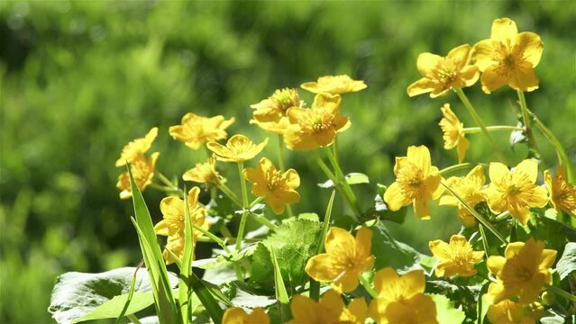 Yellow flowers marsh marigold caltha palustris moving in breeze wind in fresh green spring nature