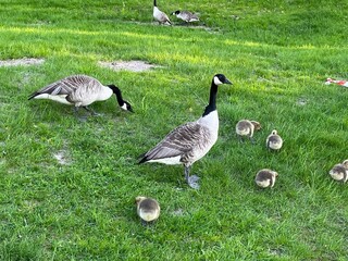 country goose and goslings on the grass