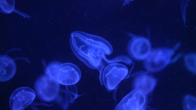 View of blue jellyfish glowing in the dark water of the sea swimming slowly