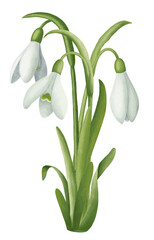 Group of three snowdrops. Hand drawn color illustration isolated on transparent background for your design.