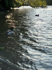 ducks on the lake