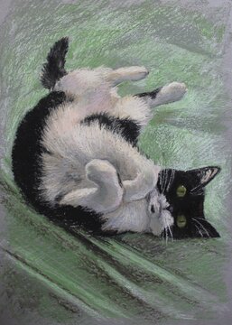 Black and white cat laughingly lying belly up (on its back) - pastel drawing, green background