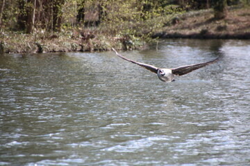 seagull in flight