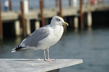 Seagull perched on a wooden post in the harbor of Sylt Island, Germany.