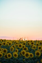 Idyllic sunset scene with a field of sunflowers in the foreground