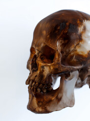 Detailed side view of a polished human skull on a white background