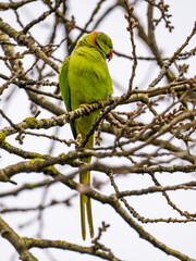 Green parrot perching amidst the tangle of branches