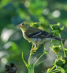 Closeup of an American goldfinch perched on a green plant