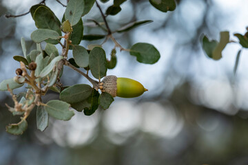 Closeup of an isolated acorn in the oak holm, food for the Iberian porks of Extremadura and...