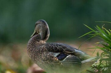 Closeup of a brown duck in a green pond